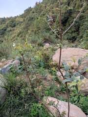 Vaccinium mandarinorum