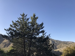 Cupressus nevadensis