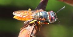 Philanthus triangulum diadema
