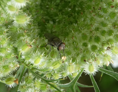 Polleniidae