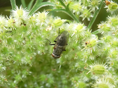 Polleniidae