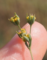 Bupleurum affine