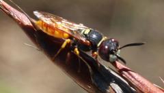 Philanthus triangulum diadema
