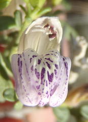 Monechma spartioides