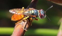 Philanthus triangulum diadema