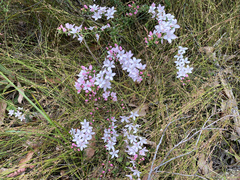 Philotheca buxifolia