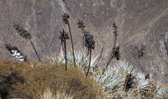 Puya densiflora