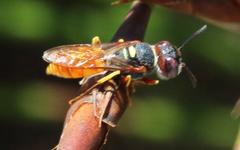 Philanthus triangulum diadema