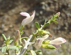 Monechma spartioides