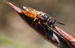 Philanthus triangulum diadema