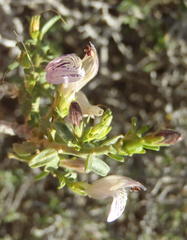 Monechma spartioides