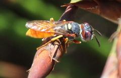Philanthus triangulum diadema