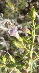 Monechma spartioides