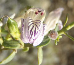 Monechma spartioides