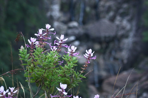 Image of Syncolostemon comosus by (c) Paulmathi Vinod, some rights reserved (CC BY)