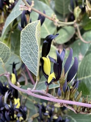 Kennedia nigricans