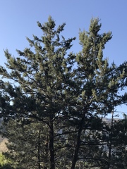 Cupressus nevadensis