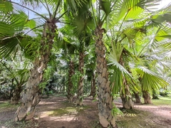 Corypha umbraculifera