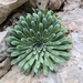 Saxifraga longifolia - Photo (c) Xavier Domene,  זכויות יוצרים חלקיות (CC BY-NC), הועלה על ידי Xavier Domene