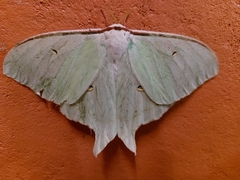 Actias artemis