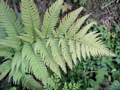 Dryopteris bissetiana