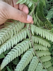 Dryopteris bissetiana