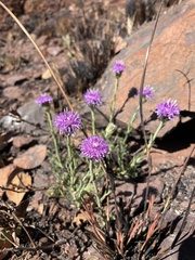Pseudopegolettia tenella