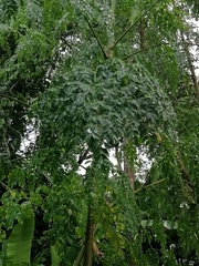 Moringa oleifera
