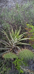 Tillandsia roseoscapa