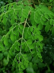 Moringa oleifera