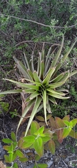 Tillandsia roseoscapa