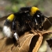 Buff-tailed Bumble Bee - Photo (c) Ferran Turmo Gort, some rights reserved (CC BY-NC-SA)