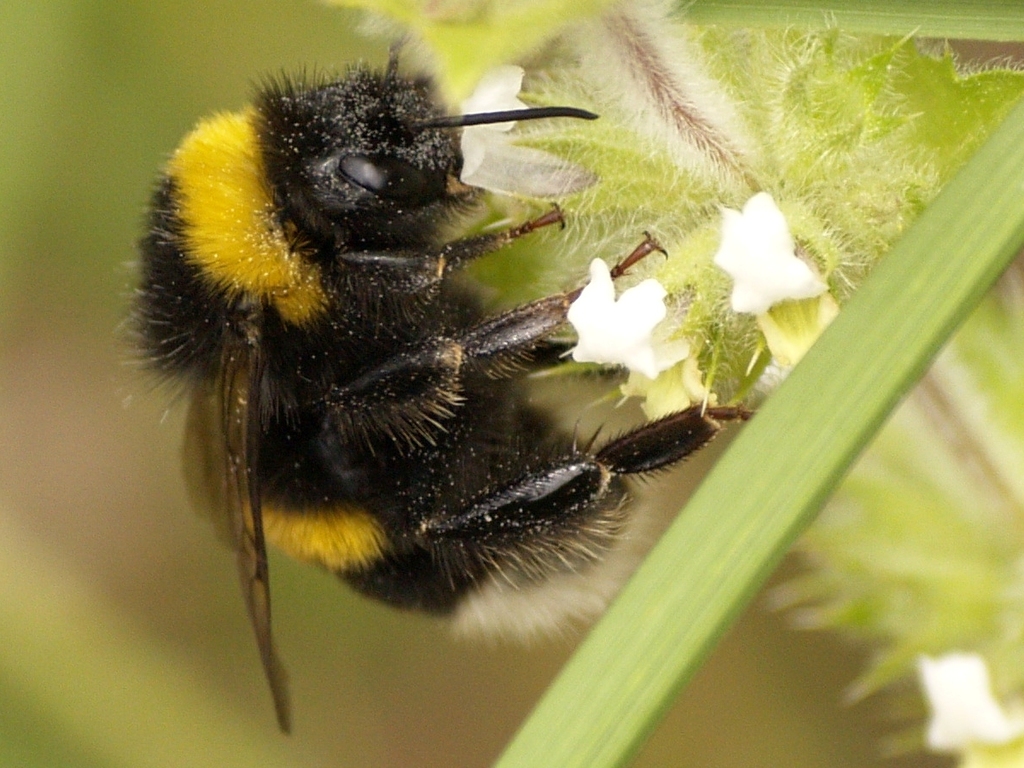 Polar Bumble Bee (Bombus polaris) · iNaturalist