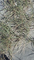 Spinifex