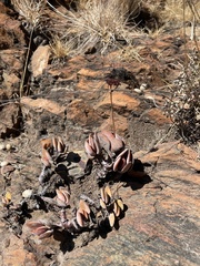 Crassula swaziensis