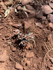 Euphorbia pseudotuberosa