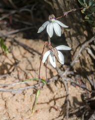 Caladenia saccharata