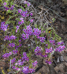 Calytrix leschenaultii