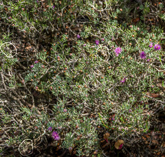 Melaleuca rigidifolia