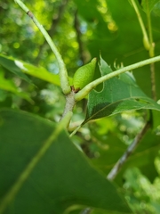 Amphibolips tinctoriae