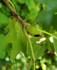 Amphibolips tinctoriae