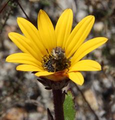 Arctotis angustifolia