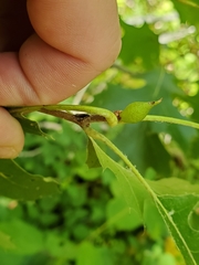 Amphibolips tinctoriae