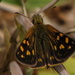 Grassveld Sylph - Photo (c) Gawie Malan, some rights reserved (CC BY-NC), uploaded by Gawie Malan