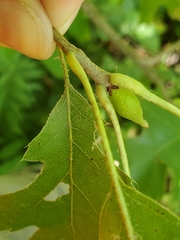 Amphibolips tinctoriae