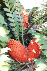 Encephalartos ferox ferox