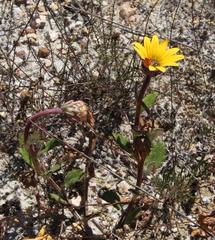 Arctotis angustifolia