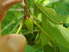 Amphibolips tinctoriae