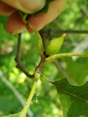 Amphibolips tinctoriae