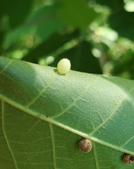 Caryomyia cilidolium